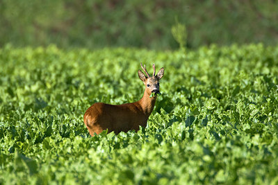 BUITEN BEELD Foto: 82492