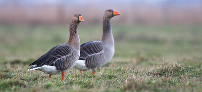 BUITEN BEELD Foto: 82496