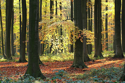 BUITEN BEELD Foto: 82523