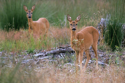 BUITEN BEELD Foto: 82524