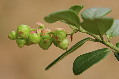 BUITEN BEELD Foto: 82538