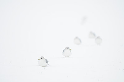 BUITEN BEELD Foto: 82548