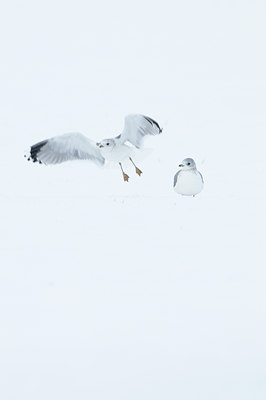 BUITEN BEELD Foto: 82549