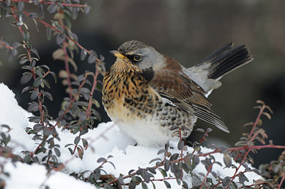 BUITEN BEELD Foto: 82550