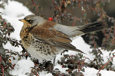 BUITEN BEELD Foto: 82552