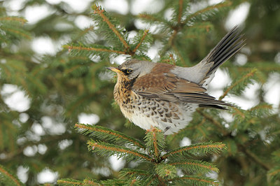 BUITEN BEELD Foto: 82553