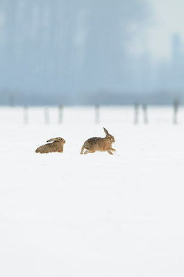 BUITEN BEELD Foto: 82558