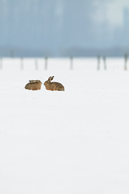 BUITEN BEELD Foto: 82559