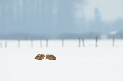 BUITEN BEELD Foto: 82560
