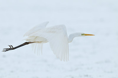 BUITEN BEELD Foto: 82562