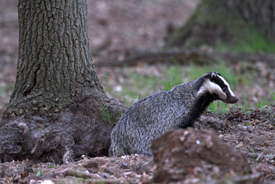 BUITEN BEELD Foto: 82598