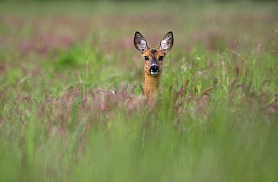 BUITEN BEELD Foto: 82603