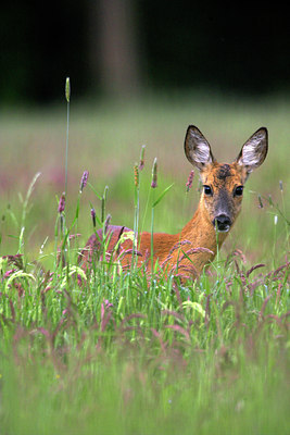BUITEN BEELD Foto: 82612