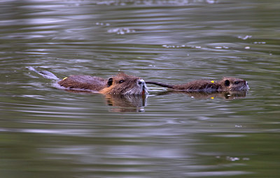 BUITEN BEELD Foto: 82618