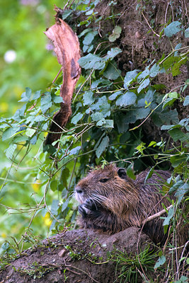 BUITEN BEELD Foto: 82622