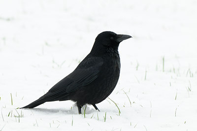 BUITEN BEELD Foto: 82648