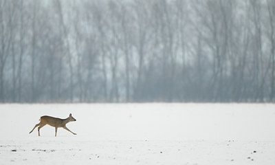 BUITEN BEELD Foto: 82650