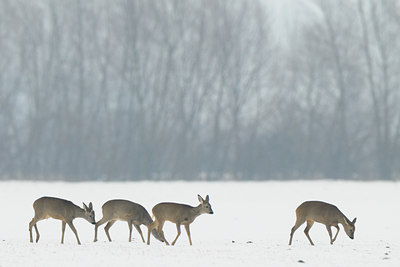 BUITEN BEELD Foto: 82652