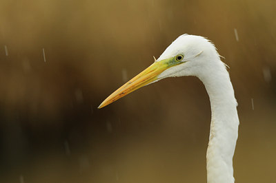 BUITEN BEELD Foto: 82657