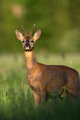 BUITEN BEELD Foto: 82697