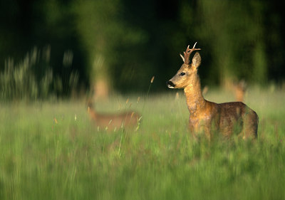 BUITEN BEELD Foto: 82700