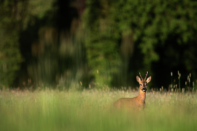 BUITEN BEELD Foto: 82703