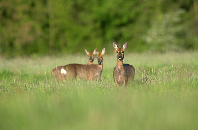 BUITEN BEELD Foto: 82704