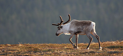 BUITEN BEELD Foto: 82715