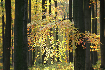 BUITEN BEELD Foto: 82720