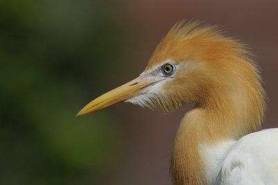 BUITEN BEELD Foto: 82732