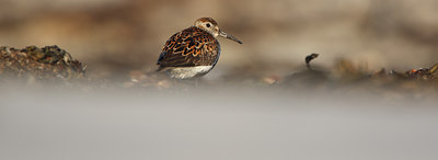 BUITEN BEELD Foto: 82737
