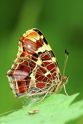 BUITEN BEELD Foto: 82755