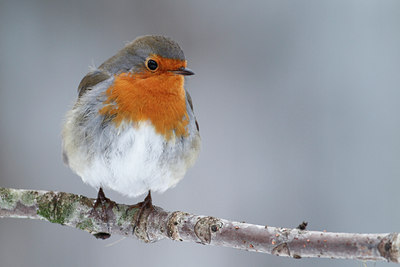 BUITEN BEELD Foto: 82757