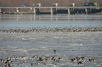 BUITEN BEELD Foto: 82770