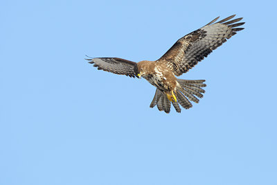 BUITEN BEELD Foto: 82779