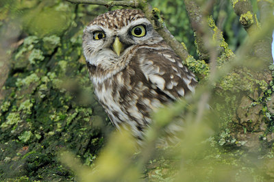BUITEN BEELD Foto: 82781