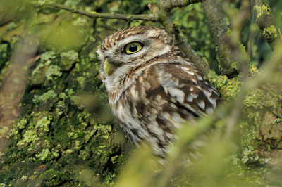 BUITEN BEELD Foto: 82782