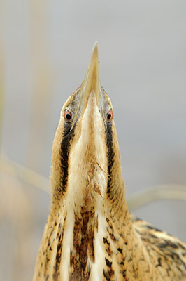 BUITEN BEELD Foto: 82793