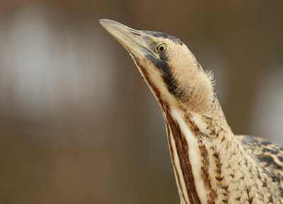 BUITEN BEELD Foto: 82796