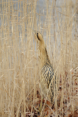 BUITEN BEELD Foto: 82797
