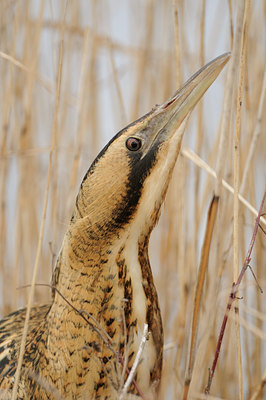 BUITEN BEELD Foto: 82802