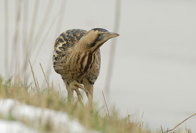 BUITEN BEELD Foto: 82813
