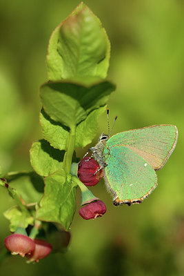 BUITEN BEELD Foto: 82829