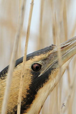 BUITEN BEELD Foto: 82830