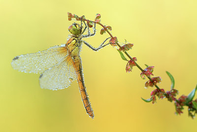 BUITEN BEELD Foto: 82831