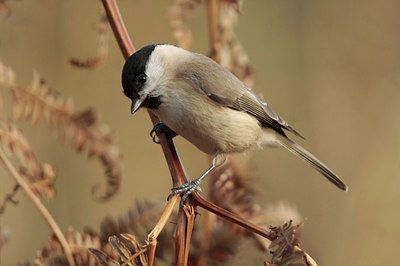 BUITEN BEELD Foto: 82835