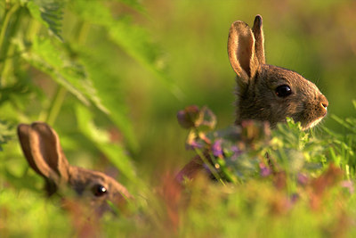 BUITEN BEELD Foto: 82842