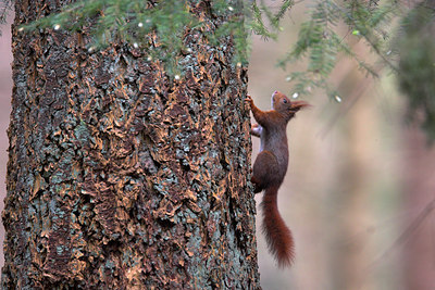 BUITEN BEELD Foto: 82850