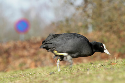 BUITEN BEELD Foto: 82858