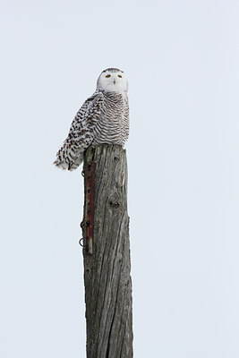 BUITEN BEELD Foto: 82894